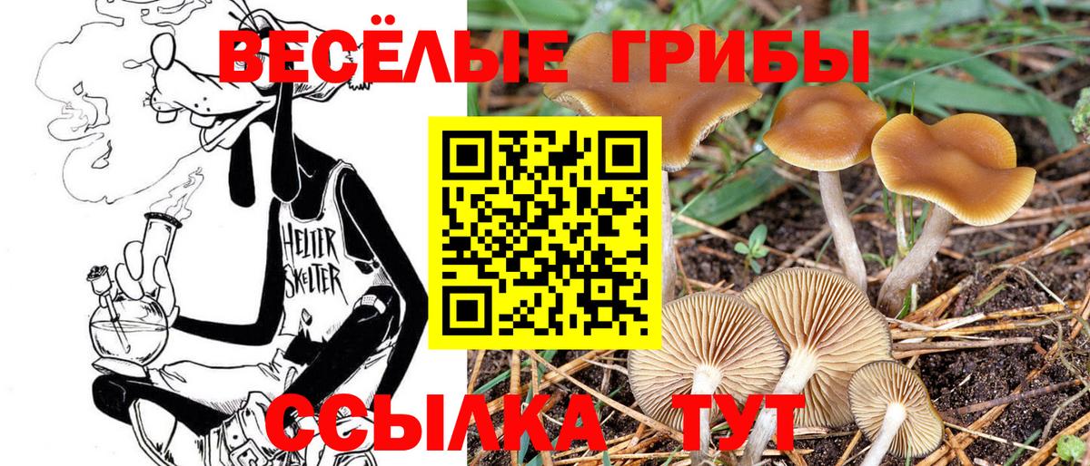 Дубна  Псилоцибиновые грибы GOLDEN TEACHER  Псилоцибиновые грибы Psilocybine cubensis  Вход с VPN 
